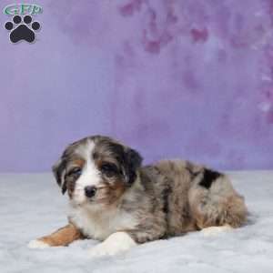 Riley, Mini Bernedoodle Puppy